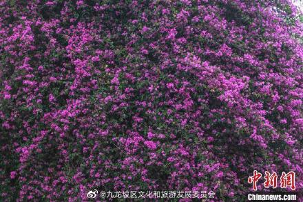 壮观！重庆一居民楼现近30米三角梅“花瀑”