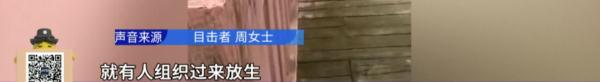 游客组团到公园放生小龙虾，“放生”还是“杀生”？！
