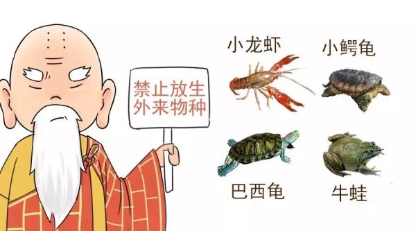 游客组团到公园放生小龙虾，“放生”还是“杀生”？！