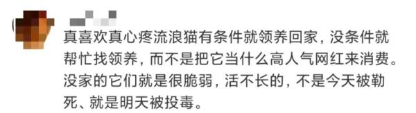 上海因疫情走红的“鸡排猫”疑遭虐杀？警方介入