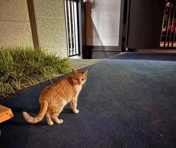 上海因疫情走红的“鸡排猫”疑遭虐杀？警方介入