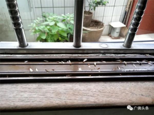 数十万只白蚁“围攻”三层老屋!九旬老伯晚上不敢开灯吃饭…… 数十万只白蚁“围攻”三层老屋!九旬老伯晚上不敢开灯吃饭……