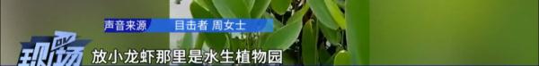 游客组团到公园放生小龙虾，“放生”还是“杀生”？！