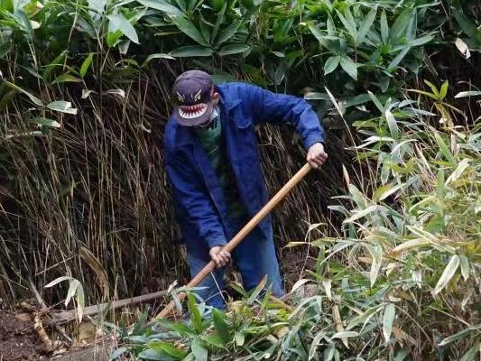 上海植物园竹园翻修 每个竹种都能住上“一居室” 上海植物园竹园翻修 每个竹种都能住上“一居室”