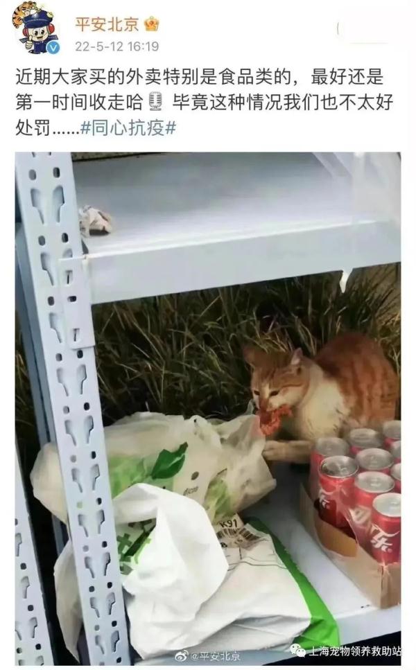 上海因疫情走红的“鸡排猫”疑遭虐杀？警方介入