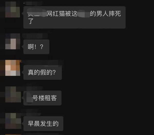 上海因疫情走红的“鸡排猫”疑遭虐杀？警方介入