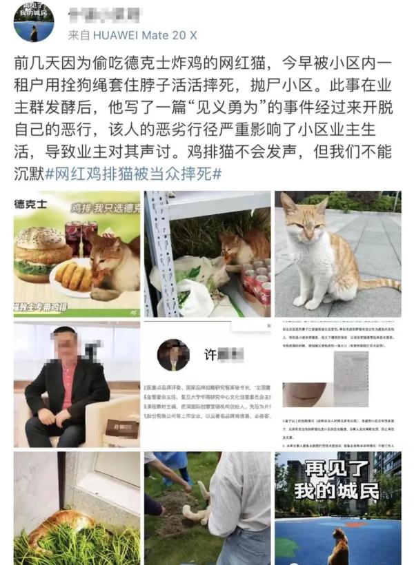 上海因疫情走红的“鸡排猫”疑遭虐杀？警方介入