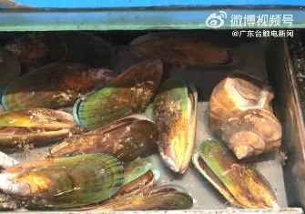 @广东人，近期需慎食青口等贝类