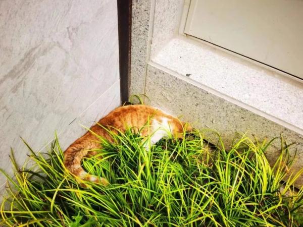 上海因疫情走红的“鸡排猫”疑遭虐杀？警方介入