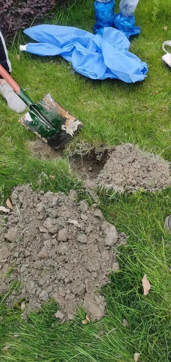 上海因疫情走红的“鸡排猫”疑遭虐杀？警方介入