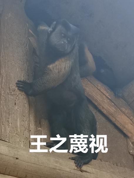 就在南昌动物园！这只“国字脸猴”火了！