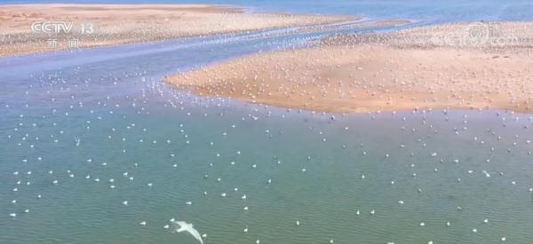 “一湾一策”推进“美丽海湾”建设 七里海潟湖湿地将达7.6平方公里