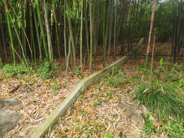上海植物园竹园翻修 每个竹种都能住上“一居室” 上海植物园竹园翻修 每个竹种都能住上“一居室”