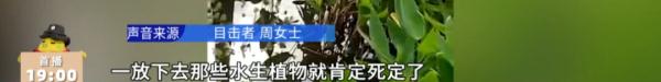 游客组团到公园放生小龙虾，“放生”还是“杀生”？！