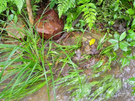 4万只珍稀物种棘胸蛙放流大自然 4万只珍稀物种棘胸蛙放流大自然