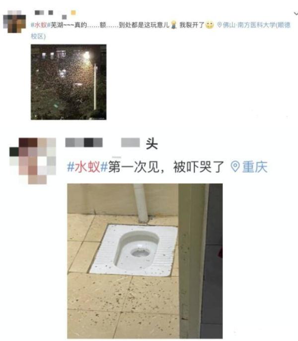 飞蚁大军来了，网友：被吓哭！如何预防？