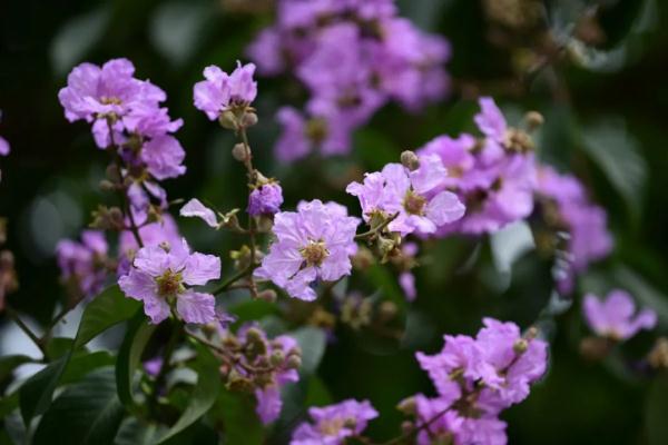 美不胜收！大叶紫薇正盛放，广州这些地方可赏花