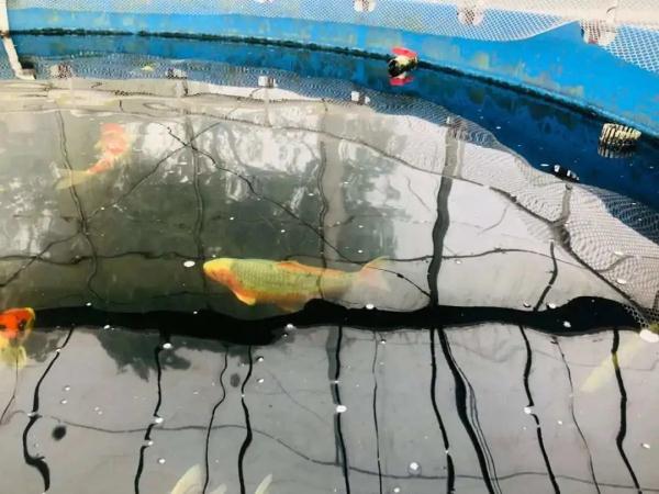 开眼界!一条鱼,卖了7万元 开眼界!一条鱼,卖了7万元