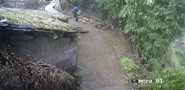 身怀“无声”偷鸡“绝技”疯狂输出 民警：“抓不到你，我就白当了这个所长！”