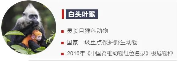 争霸、变脸、宠娃……来围观“大师兄”们的日常