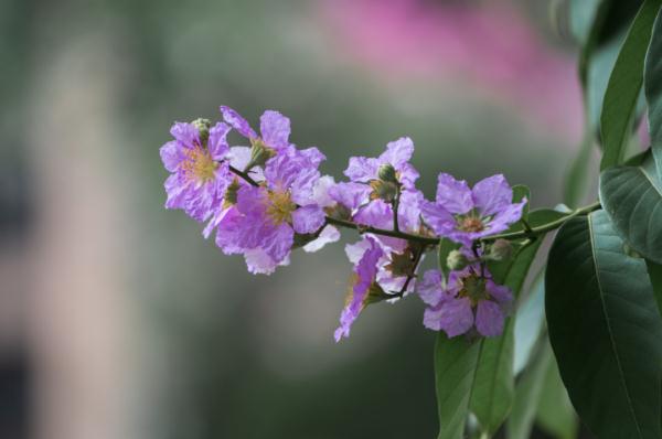 美不胜收！大叶紫薇正盛放，广州这些地方可赏花
