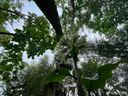 太浪漫！成都千株野百合开满山谷