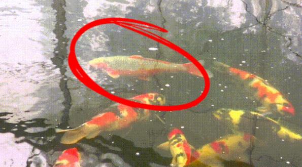 开眼界!一条鱼,卖了7万元 开眼界!一条鱼,卖了7万元