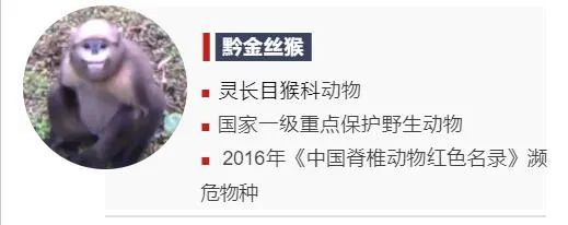 争霸、变脸、宠娃……来围观“大师兄”们的日常