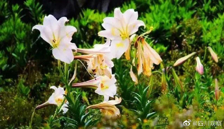 太浪漫！成都千株野百合开满山谷