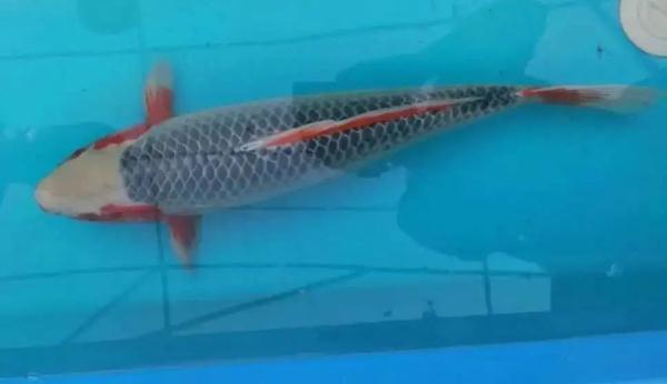开眼界!一条鱼,卖了7万元 开眼界!一条鱼,卖了7万元