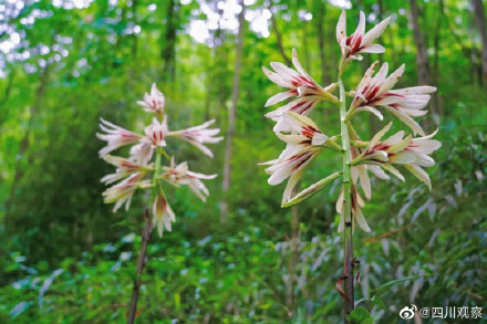 太浪漫！成都千株野百合开满山谷