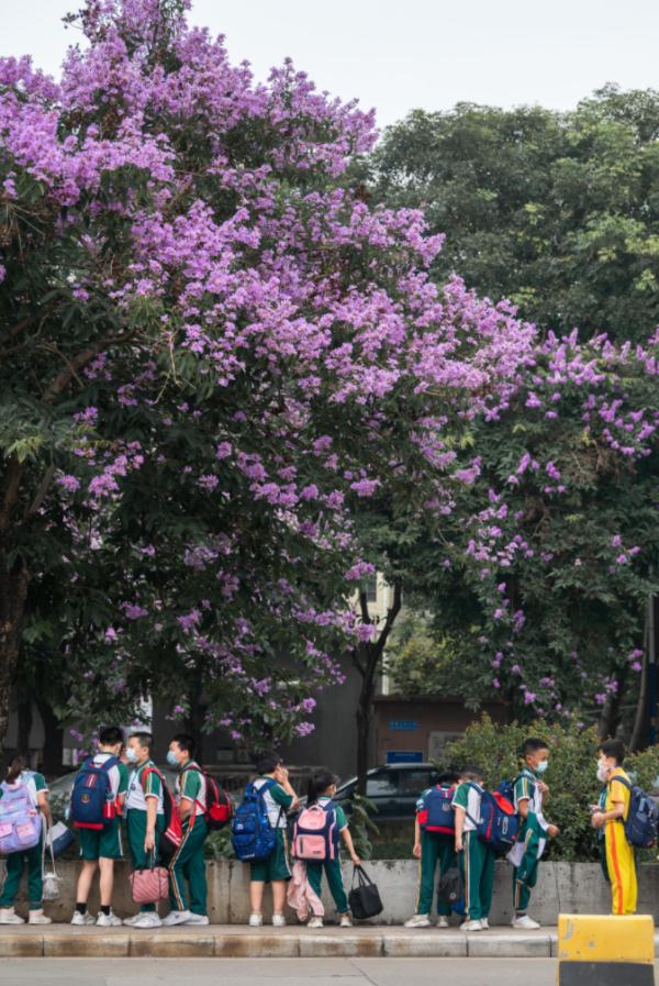 美不胜收！大叶紫薇正盛放，广州这些地方可赏花