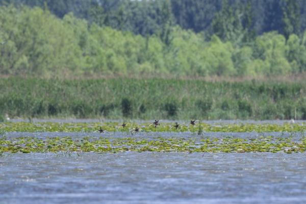 白洋淀鸟类繁殖季首现全球极危物种青头潜鸭 白洋淀鸟类繁殖季首现全球极危物种青头潜鸭