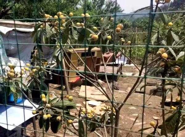 偷鸡，偷土豆？捉！