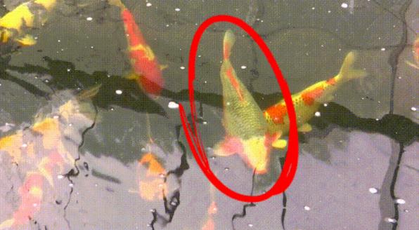 开眼界!一条鱼,卖了7万元 开眼界!一条鱼,卖了7万元