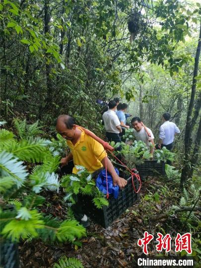 濒危植物元宝山冷杉广西野外回归