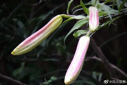 太浪漫！成都千株野百合开满山谷