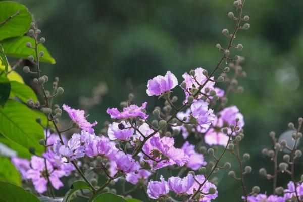 美不胜收！大叶紫薇正盛放，广州这些地方可赏花