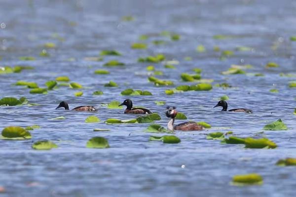 白洋淀鸟类繁殖季首现全球极危物种青头潜鸭 白洋淀鸟类繁殖季首现全球极危物种青头潜鸭