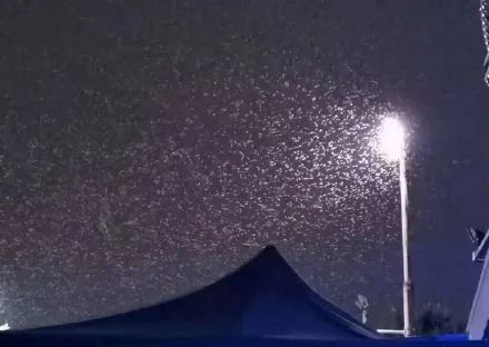 又到白蚁高发期！“拆家”的白蚁如何预防？快收藏→