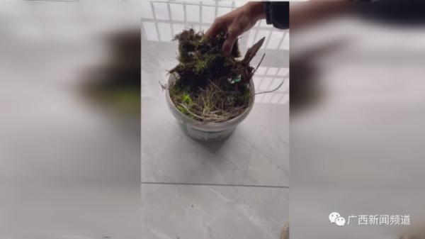 500元一斤？！柳州一男子售卖国家保护植物被查