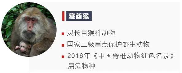 争霸、变脸、宠娃……来围观“大师兄”们的日常