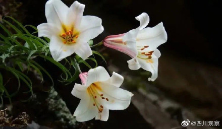 太浪漫！成都千株野百合开满山谷