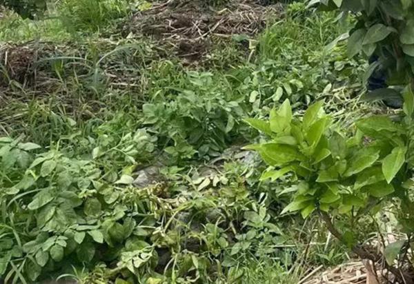 偷鸡，偷土豆？捉！