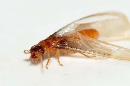 又到白蚁高发期！“拆家”的白蚁如何预防？快收藏→
