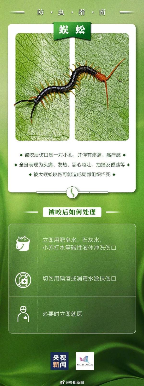 当心这小虫,有人被咬后进急诊!广东户外很常见 当心这小虫,有人被咬后进急诊!广东户外很常见