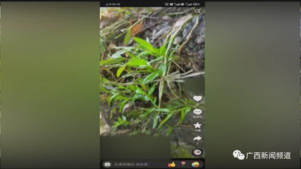 500元一斤？！柳州一男子售卖国家保护植物被查