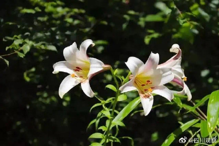 太浪漫！成都千株野百合开满山谷