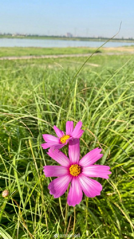 石家庄滹沱河花海绚烂