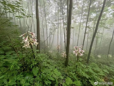 太浪漫！成都千株野百合开满山谷